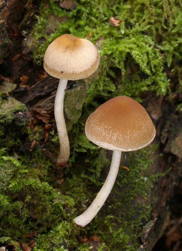 Psathyrella candolleana